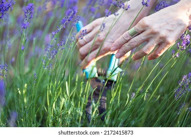 Girl Pruning Lavender Bush In The Garden
