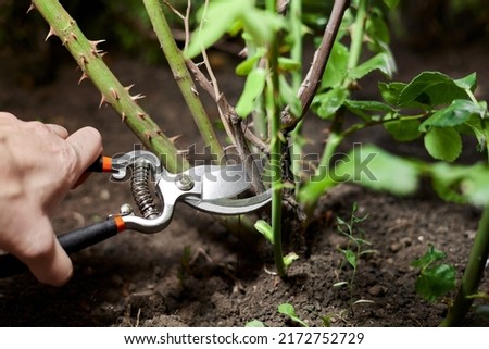 Girl pruning rose bushes with secateurs