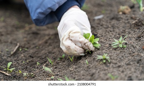 178 Girl Pull Weeds Images, Stock Photos & Vectors | Shutterstock