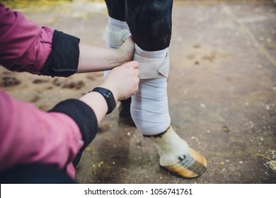 girl is putting white bandages on a purebred brown horse's legs at the byre - focus on the face - Powered by Shutterstock