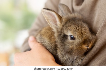 the girl with the rabbit. holding cute fluffy Bunny.Friendship with Easter Bunny. Spring photo.Close up