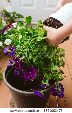 Similar – Hands make bouquet in vase