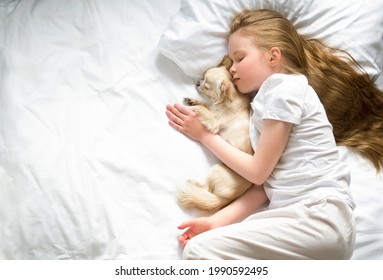 The girl is resting with her dog. Sweet dreams. Chihuahua with its owner.