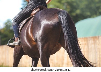 The Girl Is Riding In The Saddle. Horse Dressage Training