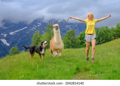 Girl Running With A Alpaca Llama And A Dog In Comino Mount In Switzerland. Centovalli Valley In Ticino Canton. Top Of Verdasio-Monte Comino Cable Car Station.