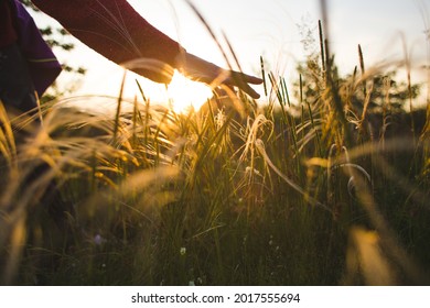 the girl runs her hand over the tall grass and touches it while walking through the fields in the sunset light. - Shutterstock ID 2017555694