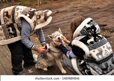 A Girl In Sami Clothes Strokes A Husky Dog. Man Combing Dog Hair