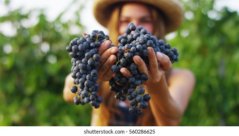 girl in September to harvest vineyards , collects the selected grape bunches in Italy for the great harvest. biological concept id , organic food and fine wine handmade - Powered by Shutterstock