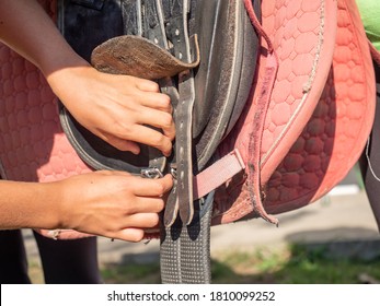 Girl Set Buckle On Abdomen Girth Of Classic Saddle. Preparing English Saddle For Riding. Summer Horse Riding Lesson