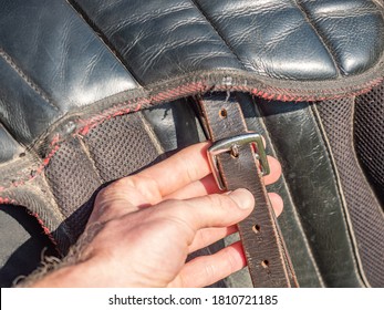 Girl Set Buckle On Abdomen Girth Of Classic Saddle. Preparing English Saddle For Riding. Summer Horse Riding Lesson