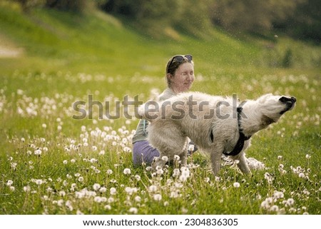 A girl sitting in a field of dandelions was completely splashed with water by a dog shaking off after bathing in the river on a sunny day