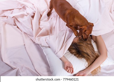 Girl Sleeping In A Warm Cozy Bed Under The Blanket The Dog Wakes Up Her Mistress Pulling The Blanket Off Her - Image                                         