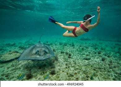 Girl Snorkeling With A Stingray, Sea Life In Caribbean Waters