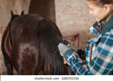 
The girl sprinkles the horse’s tail with a special conditioner for better combing. A bay horse and a woman in a blue checkered trowel against a brick wall.