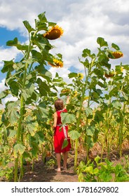 A Girl Stands In A Field Among Very Tall Sunflowers. The Harvest Of Sunflowers Is Higher Than Man.