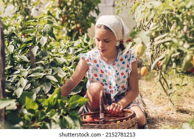 A girl in a summer dress and a kerchief is picking bulgarian peppers in a greenhouse on a summer day.Summer and harvest concept.