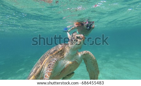 The girl is swimming next to the sea turtle. Red sea. Marsa Alam