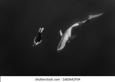 Girl swims with humpback whale face to face