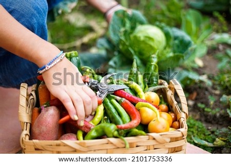 Girl taking vegetable from his biological orto. Close up of vegetable and concept of healthy life