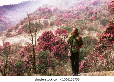 Girl tourist with a backpack behind her shoulders admiring the blossoming rhododendron forest in the Himalayas in Nepal.Beautiful view of the flowering rhododendron trees.Travel in the Himalayas