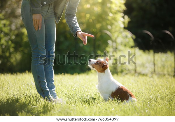 girl to train a small dog. People\
with a pet together. Funny and clever Jack Russell\
Terrier