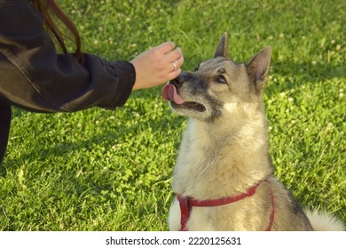 A Girl Is Training A West Siberian Laika Dog.