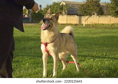 A Girl Is Training A West Siberian Laika Dog.