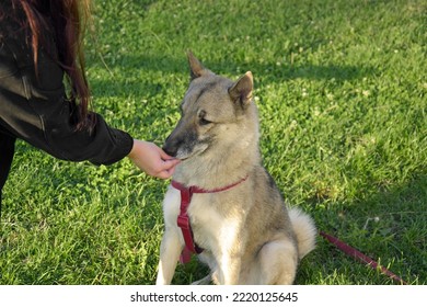 A Girl Is Training A West Siberian Laika Dog.