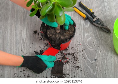 A Girl Transplanted A Money Tree Into A New Pot Of Gloves For Garden. Houseplant Transplant. Care For Indoor Flowers.