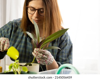 A girl transplants a home flower into a new large pot .florist girl at work with houseplants in the apartment