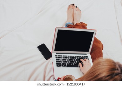 girl using laptop while lying in bed. business works on a computer lying in bed, copy space. freelancer works at home. girl drinks coffee from a cup and works at a laptop next to her her faithful dog 