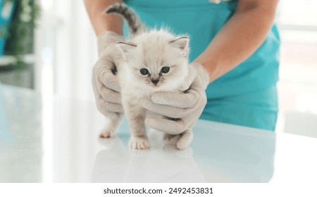 Girl Veterinarian Examining Small Kitten On The Table In The Vet Clinic - Powered by Shutterstock