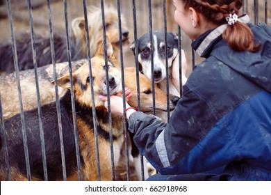 Girl volunteer in the nursery for dogs. Shelter for stray dogs. - Shutterstock ID 662918968