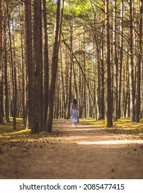 Girl Waking And Sun Shining Through Very Tall Pine Trees In Latvian Forest