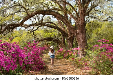 Bilder Stockfotos Und Vektorgrafiken Magnolia Plantation And