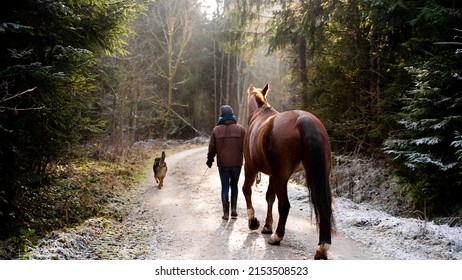 Girl Walking With Horse And Dog In The Forest - Winter