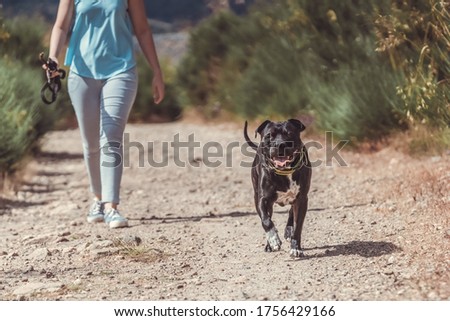 Girl walking with pitbull dog on a dirt road
