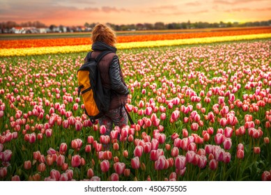 Girl Walking Through The Fields Holland Tulips