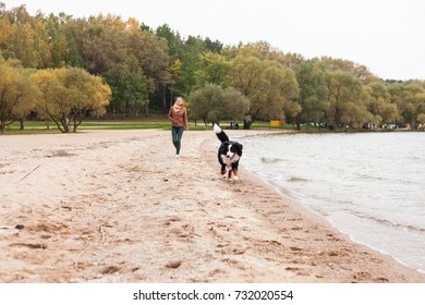 the girl walks with the dog breed Bernese mountain dog along the beach in the fall - Shutterstock ID 732020554