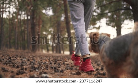 girl walks with a dog. nature dream concept. a girl in red sneakers and light jeans walks with her small fluffy dog through a coniferous forest. girl walking with a dog through a beautiful forest
