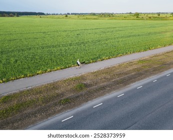 A girl walks her husky dog on a leash along an asphalt pedestrian path in Kostivere, aerial view on a summer evening. - Powered by Shutterstock