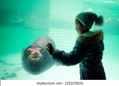 japanese sea lion