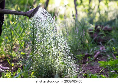 Girl watering  lavender from a watering can
 - Powered by Shutterstock