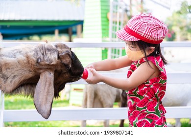 Girl Wearing Cloth Face Mask Goes To Zoo. Adorable Baby Feed The Goats With Plastic Bottle. A Four-legged Animal In White Fence. Child Wear Hat Is Lovingly Feeding Farm Animals. Kids Is 4 Years Old.