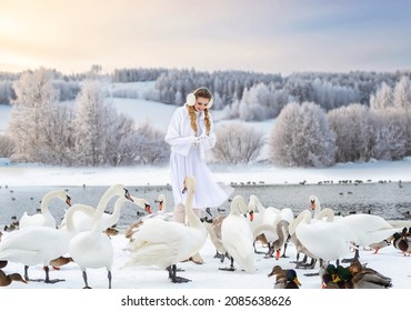 A girl in white clothes feeds white swans on a lake in winter against a background of a snowy forest