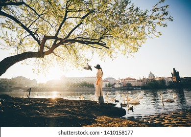 A girl in white dress and brown hat feeding white swans at Vltava river in Prague. View of the Vltava River and Charles Bridge.