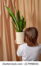 Girl In White T-shirt Holding Sansevieria Moonshine Houseplant.