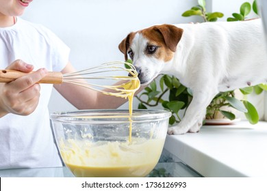 A Girl In A White T-shirt Treats Jack Russell's Dog With Whiskey Dough From A Whisk. Hungry Dog. For A Friend, Do Not Mind. Cooking At Home. Dough For Waffles. Friendship Of A Child And A Dog.