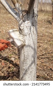 Girl whitewashing a tree trunk in a spring garden. Whitewash of spring trees, protection from insects and pests.