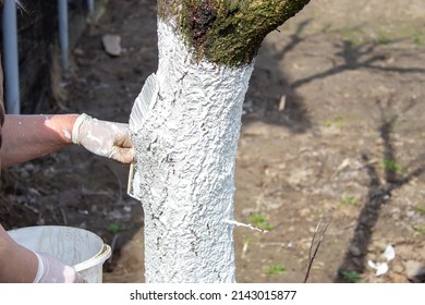 Girl whitewashing a tree trunk in a spring garden. Whitewash of spring trees, protection from insects and pests.selective focus